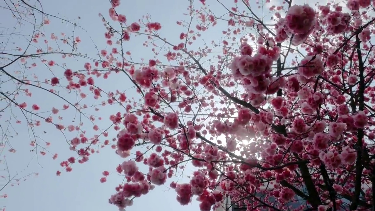 阳光下的樱花视频素材