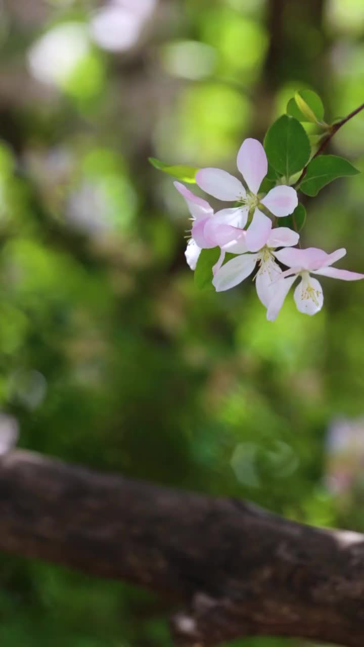 春天盛开的海棠花视频素材