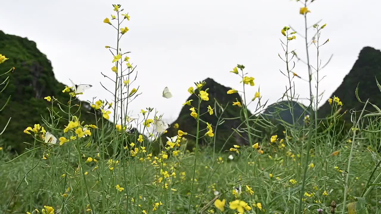 春天田野中的花和蝴蝶视频素材