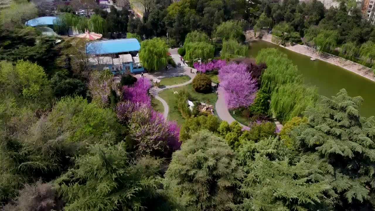 紫荆之春视频素材