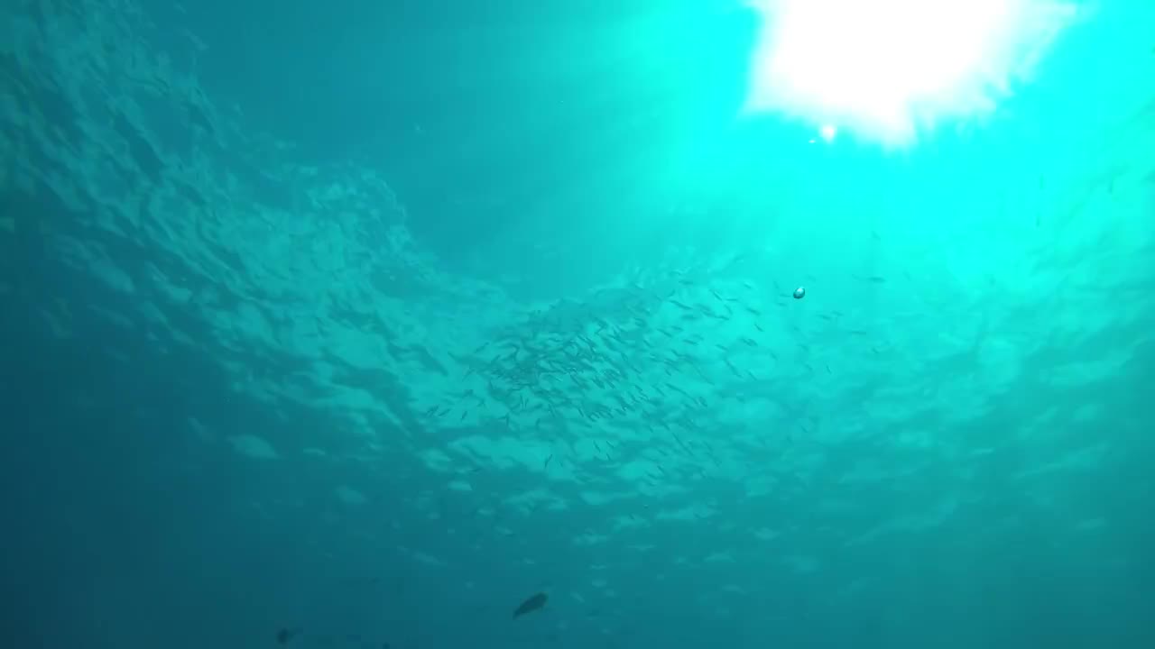 帕劳水下的珊瑚与鱼群视频素材
