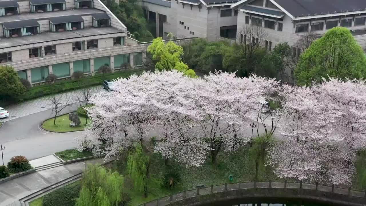 东阳白云文化城樱花4K航拍视频素材