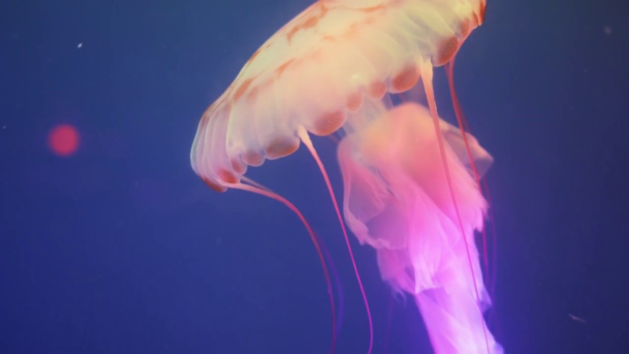 海洋馆水母视频素材