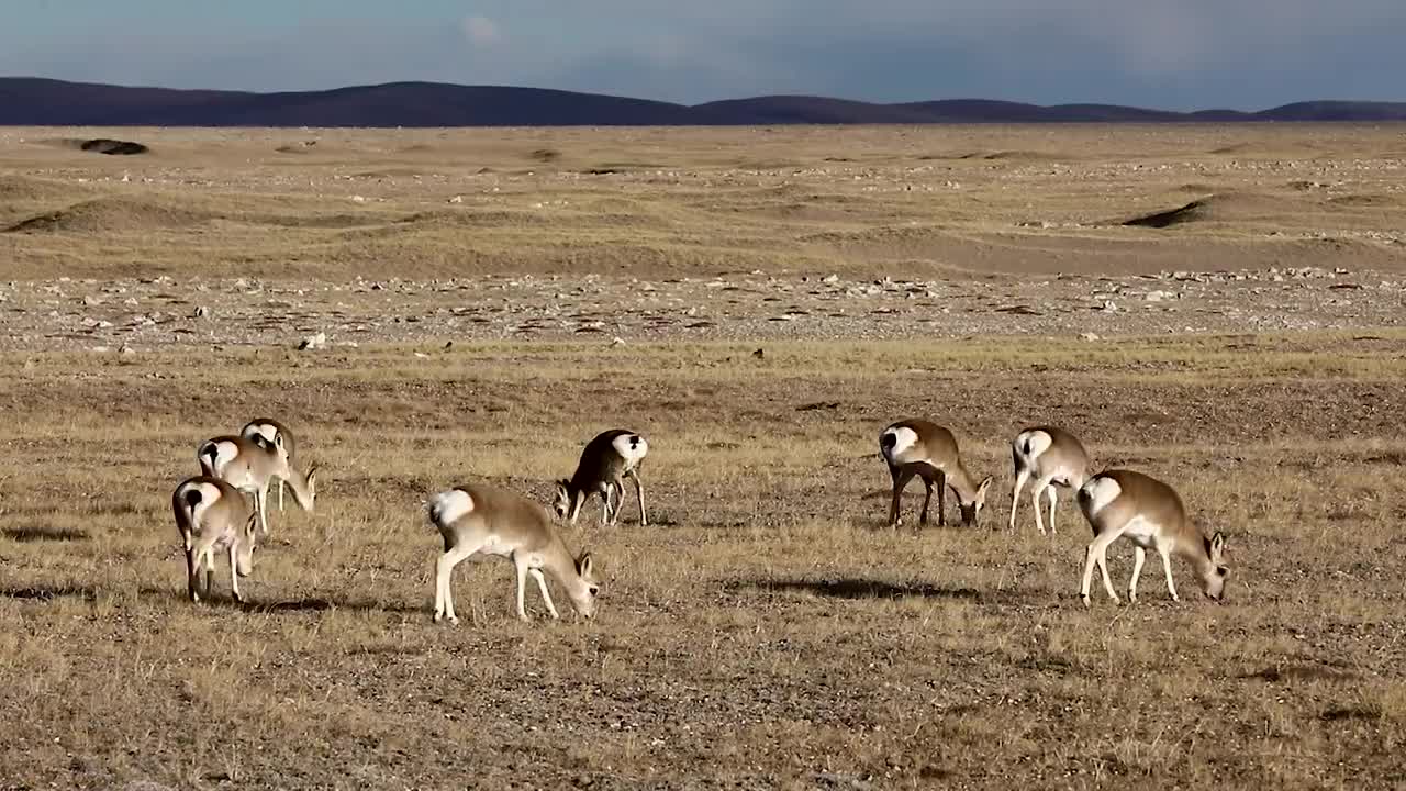 青海可可可里无人区的藏羚羊视频购买