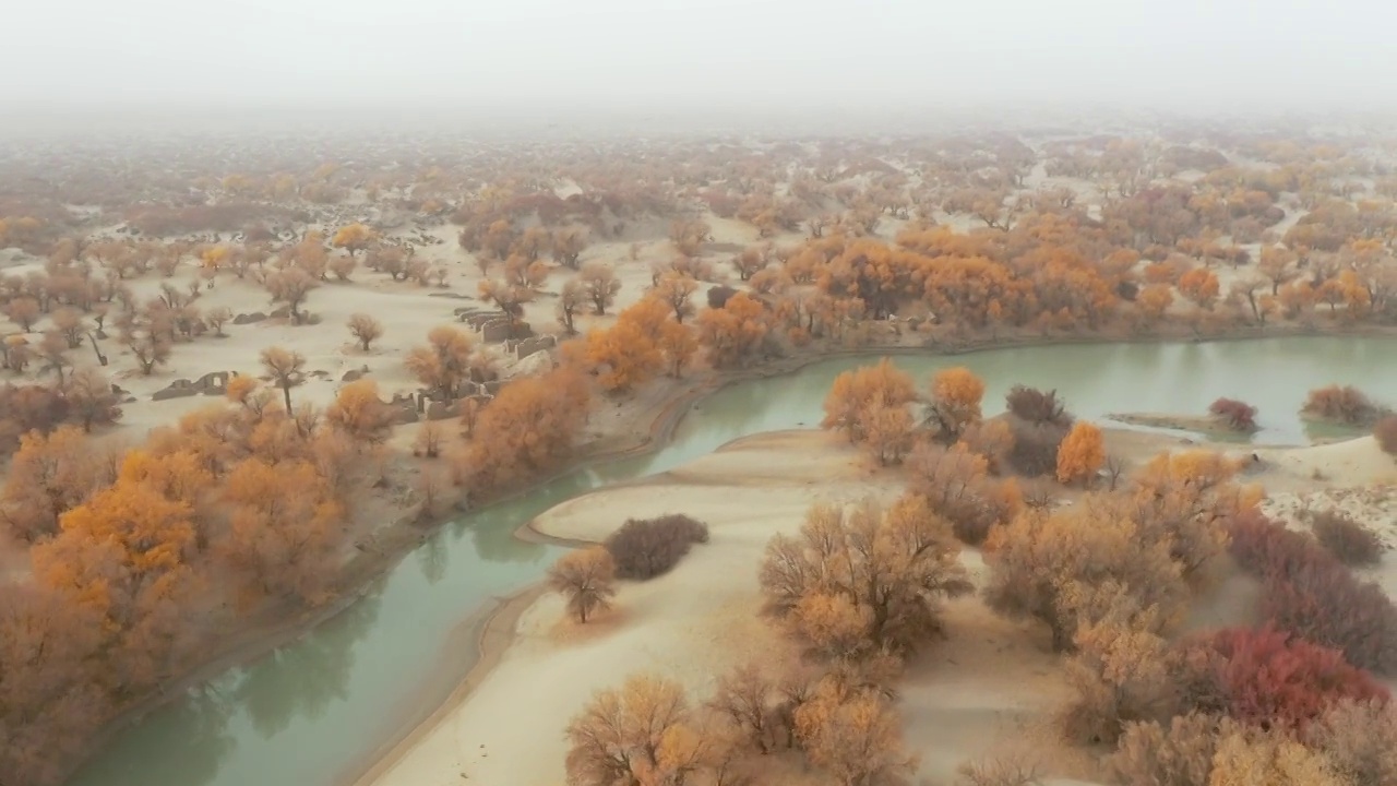 新疆塔里木胡杨林的秋天视频下载