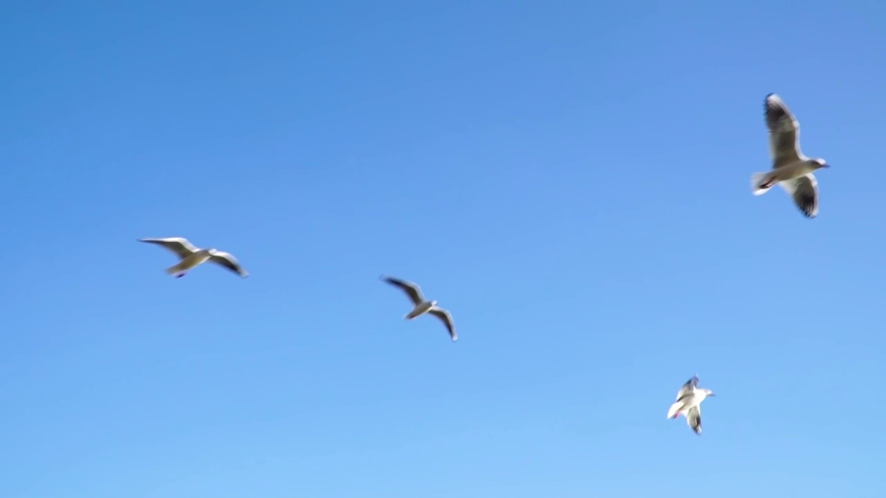 海鸥飞行升格视频视频素材