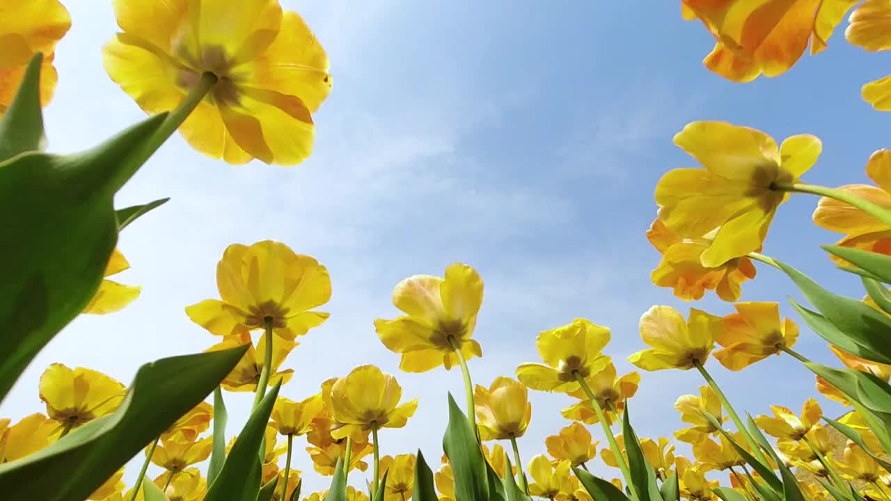 春天，公园里盛开的美丽的郁金香视频素材