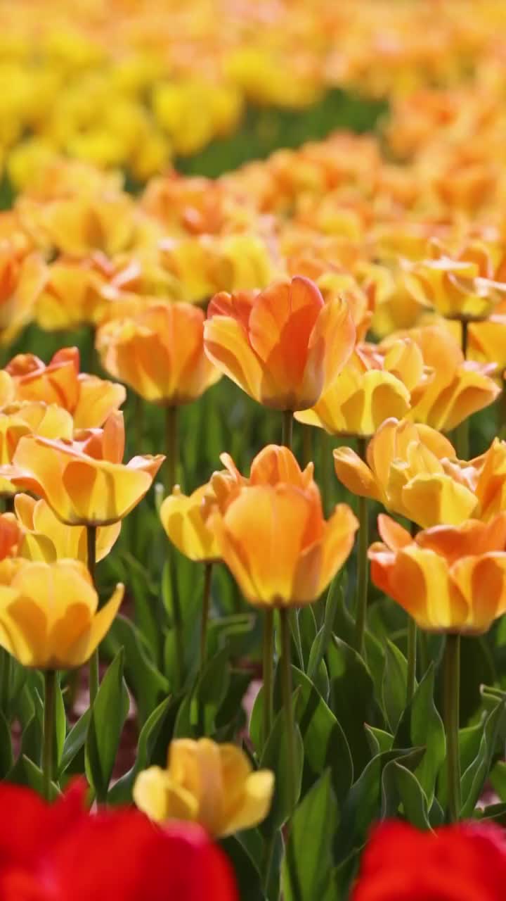 春天，公园里盛开的美丽的郁金香视频素材