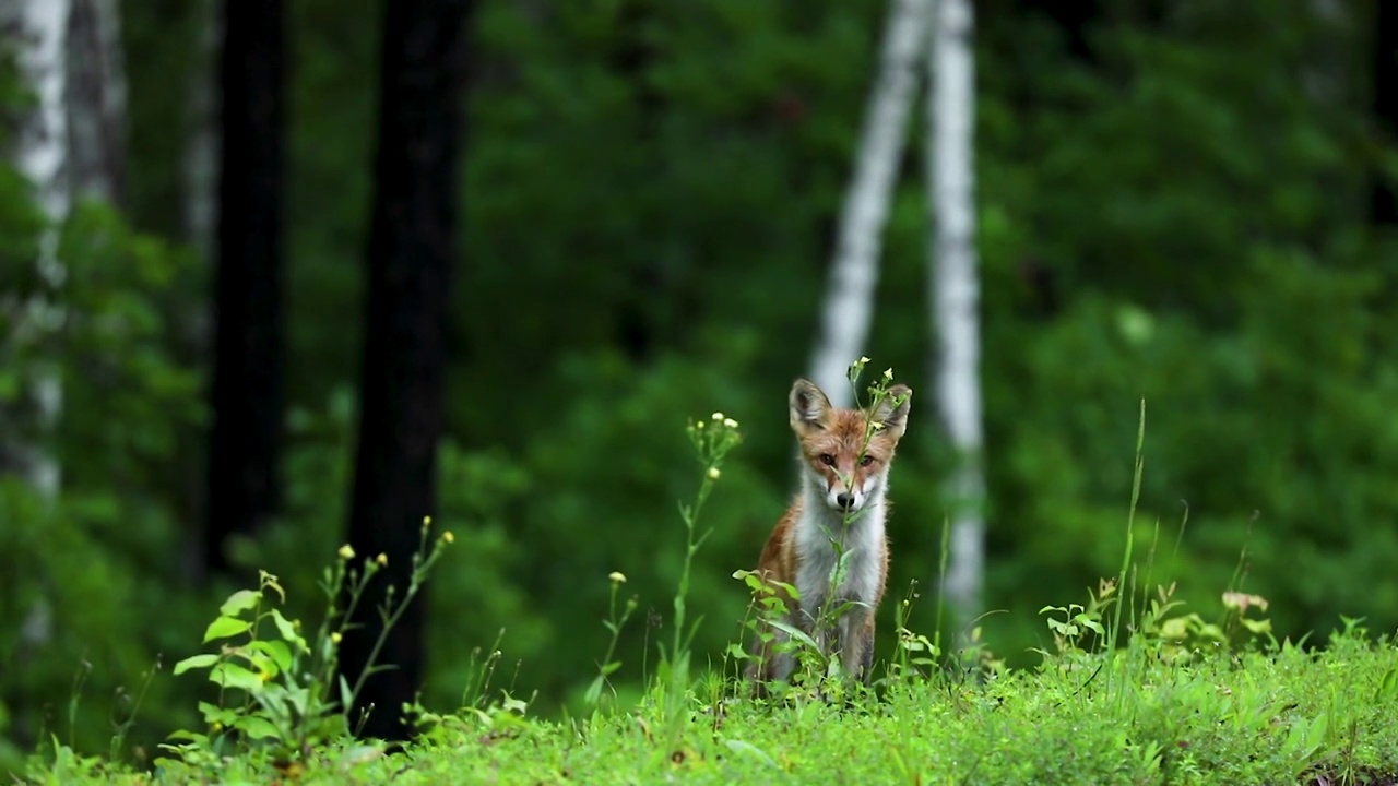 大兴安岭森林中的狐狸视频素材