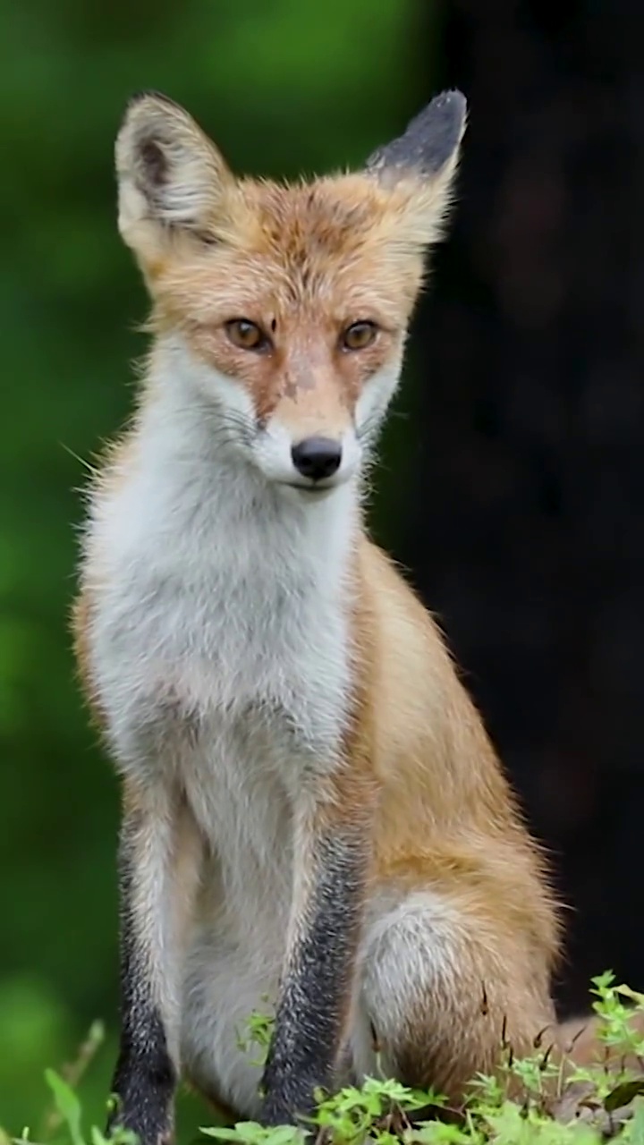 大兴安岭森林中的狐狸视频素材