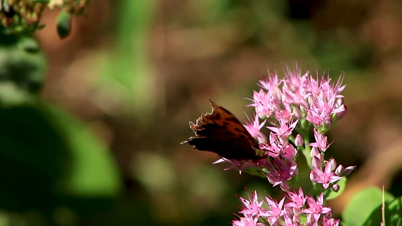 花卉上的蝴蝶视频素材