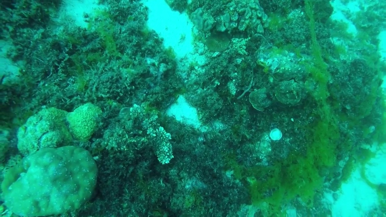 长着藻类植物、布满珊瑚残肢的荒芜沙地视频素材