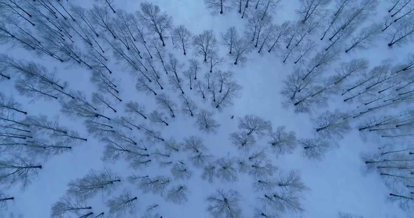 航拍内蒙古冬季雪原树林雾凇视频素材