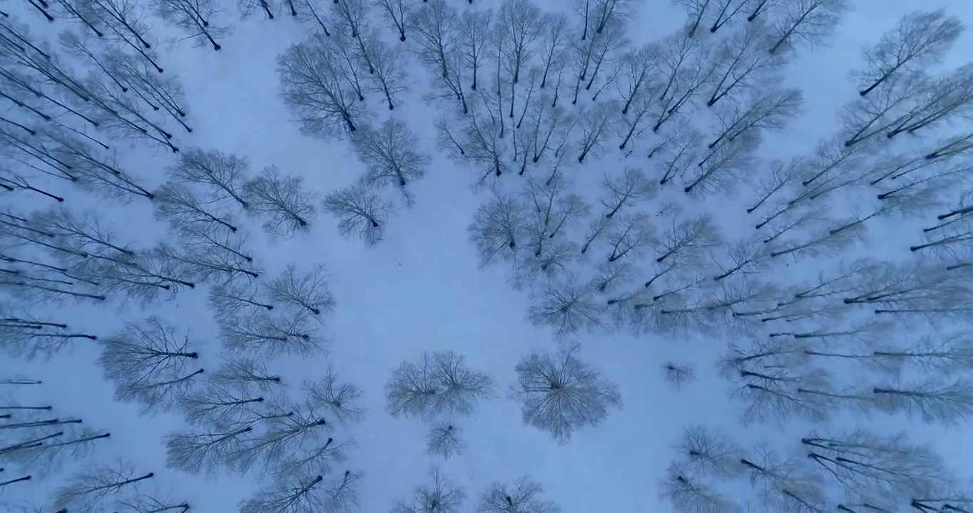 航拍内蒙古冬季雪原树林雾凇视频素材