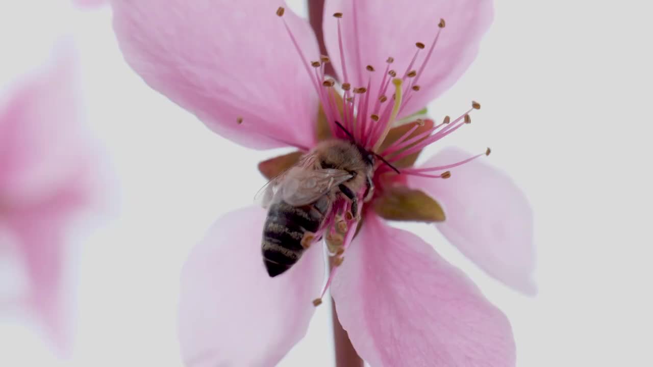 小蜜蜂采蜜视频素材