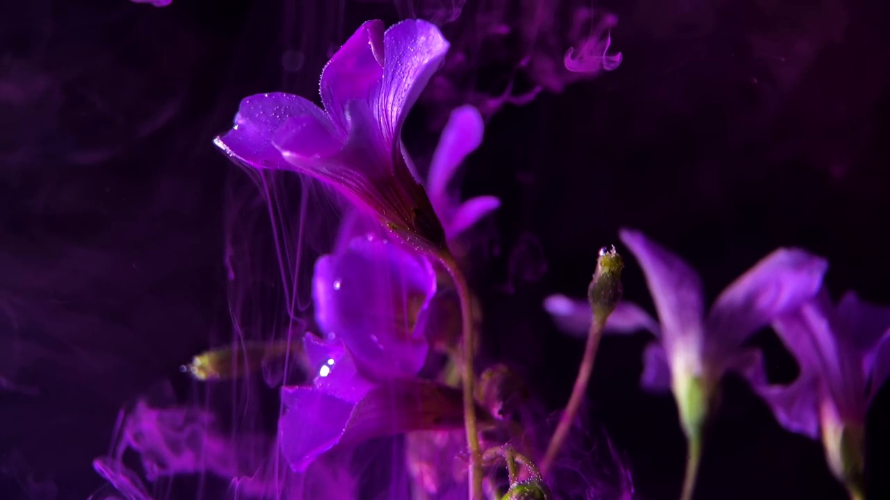 彩墨从紫色花朵上流下视频素材