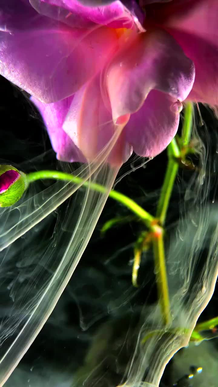 彩墨从粉色花朵上飘落视频素材