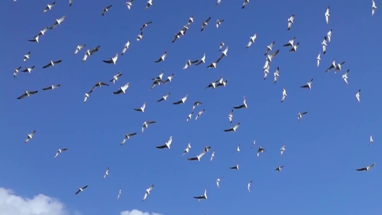 一大群海鸥飞过蓝天视频素材