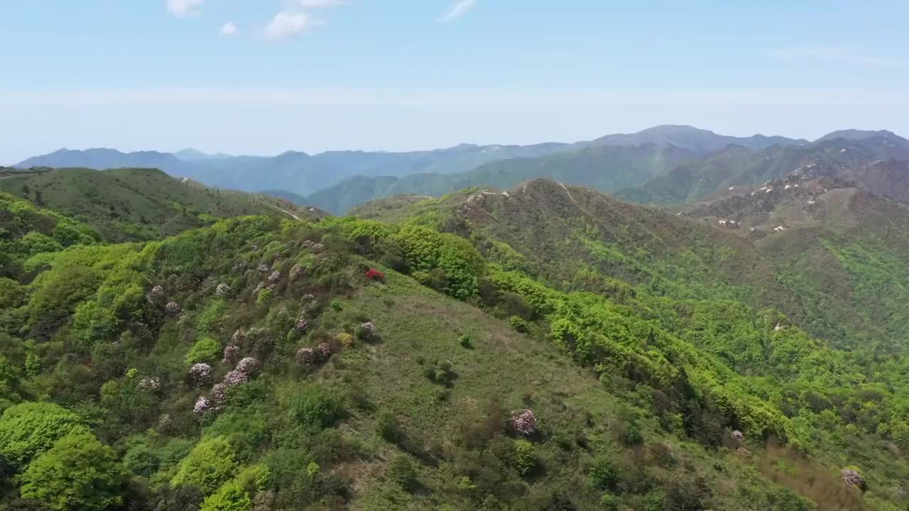 湖南邵阳金紫山上的红杜鹃视频素材