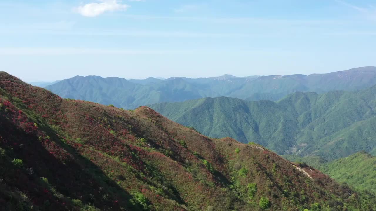 湖南邵阳金紫山上的红杜鹃视频素材