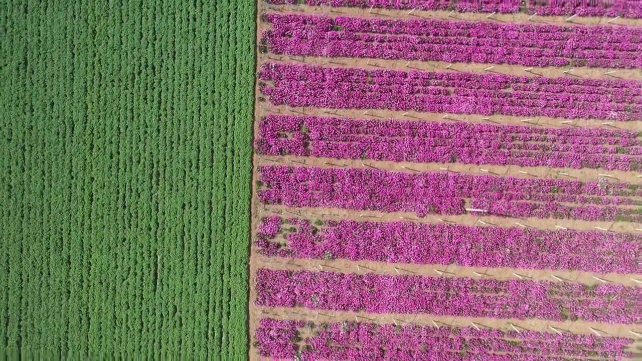 山东枣庄山亭区西集镇紫色的芍药花和绿油油的麦田相映成景视频素材