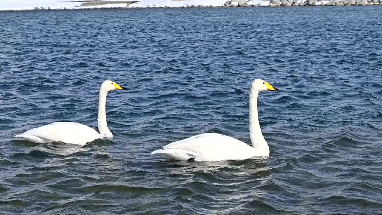 湖面上的天鹅视频素材