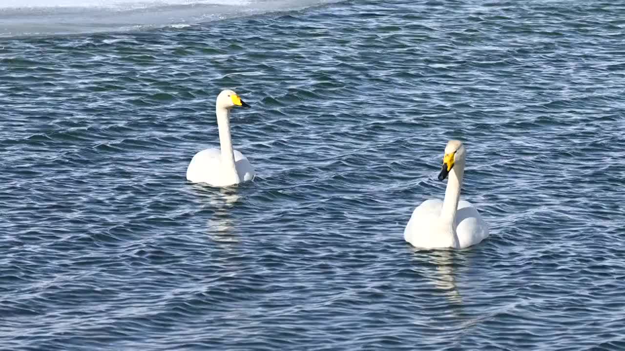 湖面上的天鹅视频素材