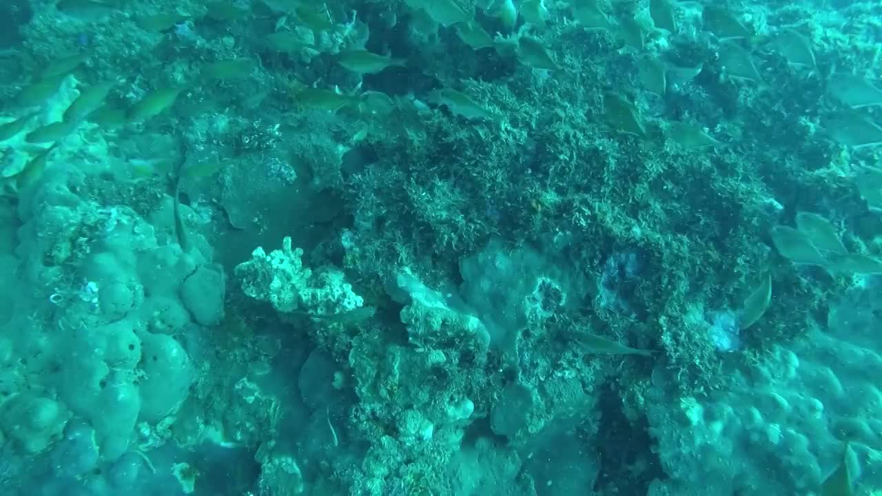 一群围着珊瑚游动的鱼苗视频素材