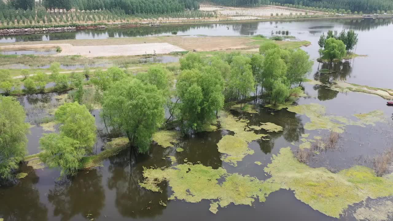 山东枣庄莲青湖湿地夏日美景视频素材