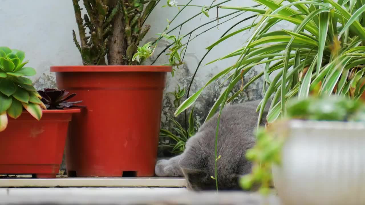 在盆栽旁休息的小猫视频素材