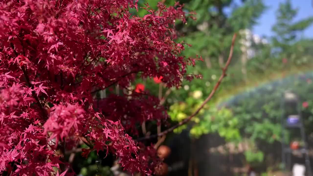 花园中盛开的月季花与火焰般的红枫视频素材