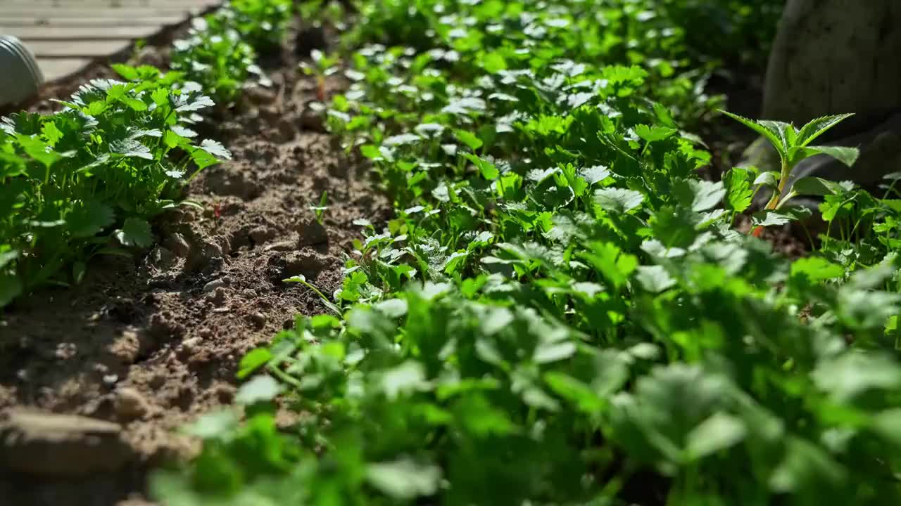 春天破土而出发芽的香菜视频下载