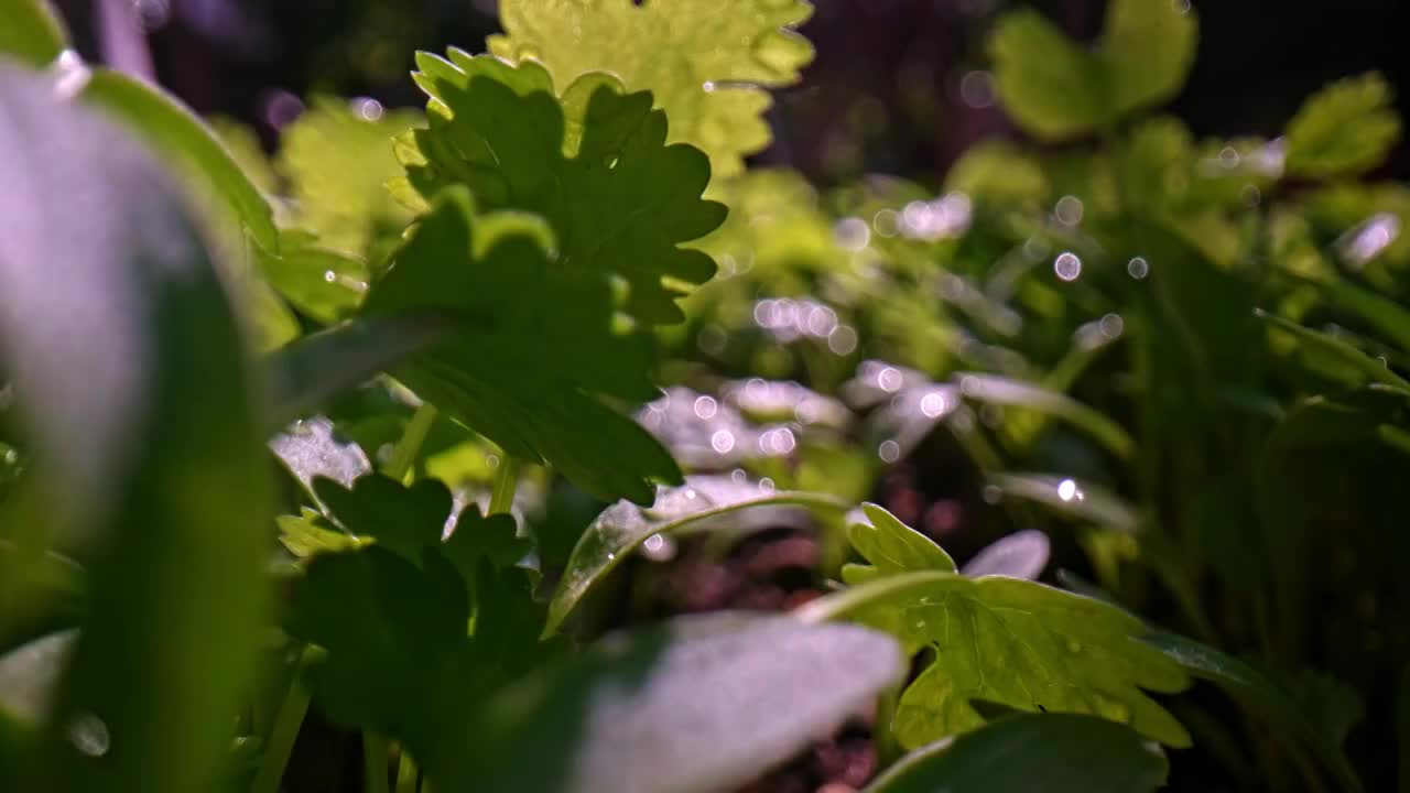 春天破土而出发芽的香菜视频素材