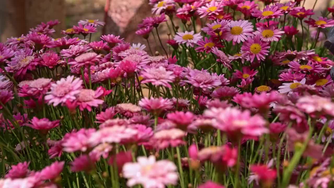 春天花园中盛开的鲜花视频素材