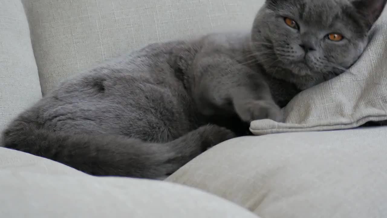 灰色沙发上顽皮的小猫视频素材