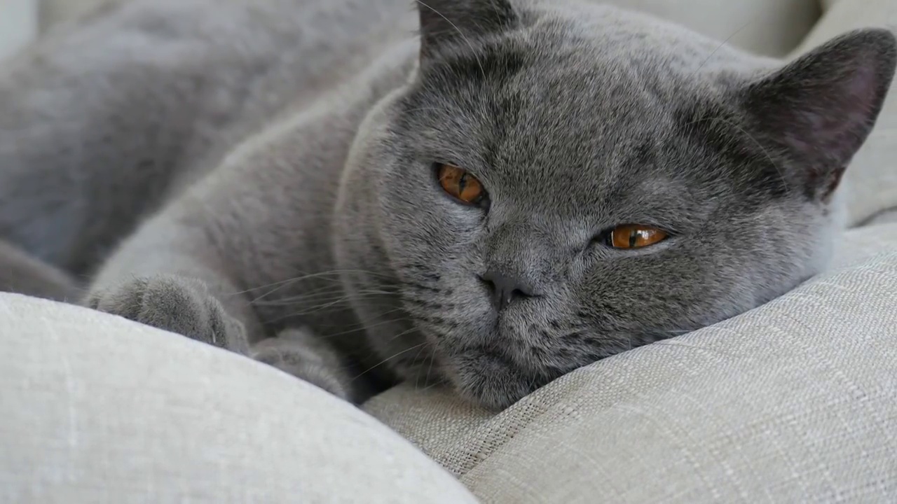 灰沙发上灰猫的特写视频素材