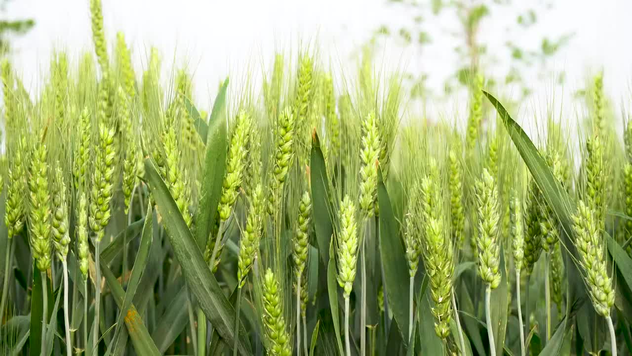 农业田野小麦视频素材
