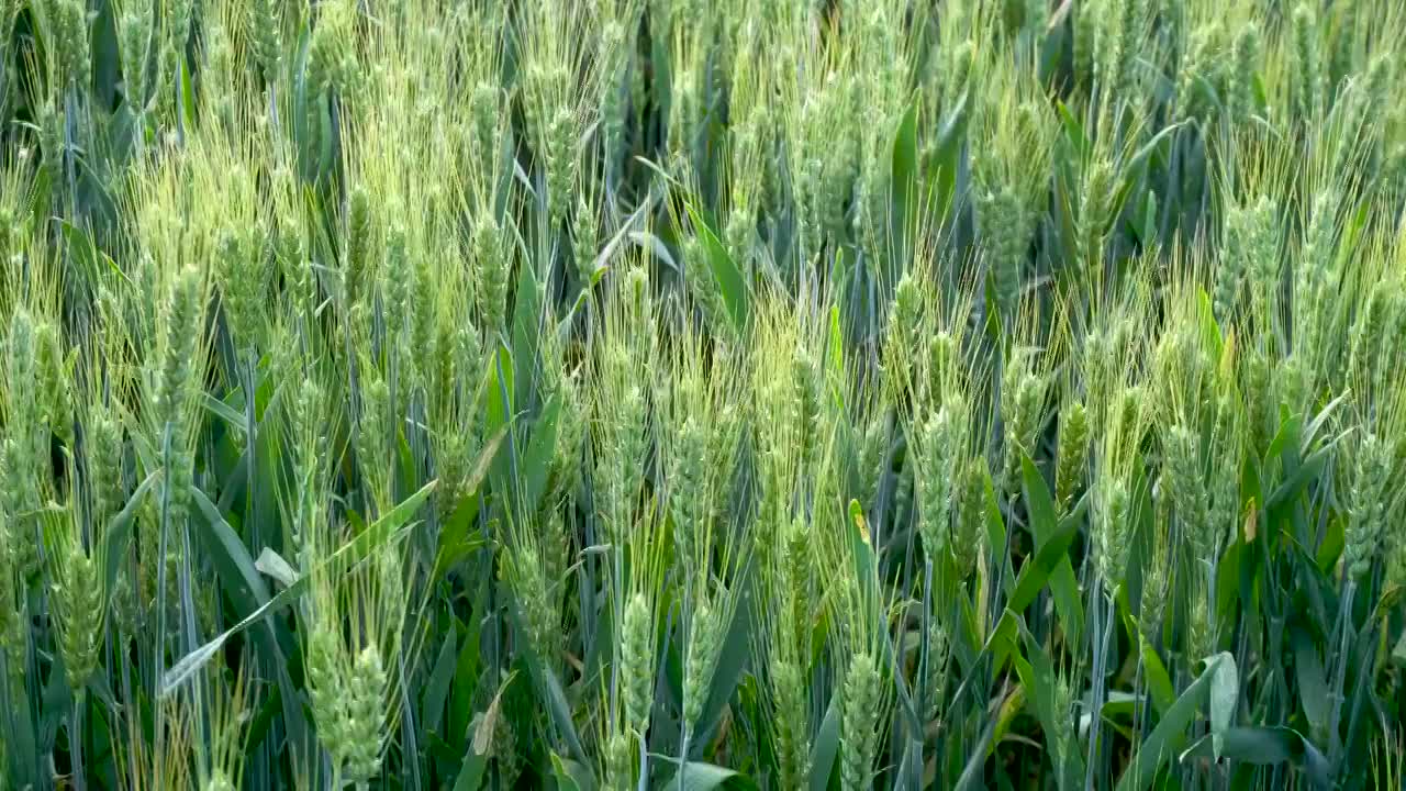 农业田野小麦视频素材