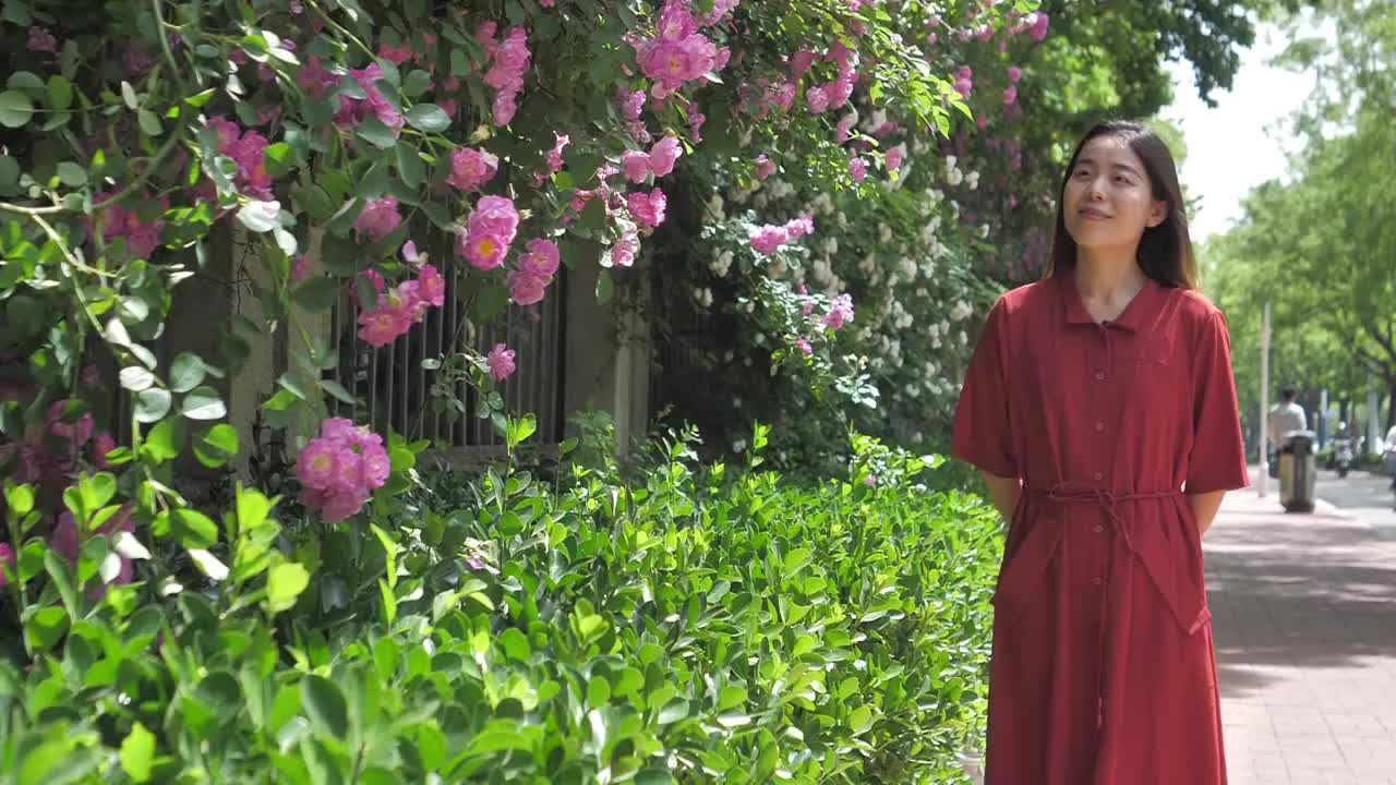 hd升格高清视频中国女性路边观赏盛开的蔷薇花视频素材