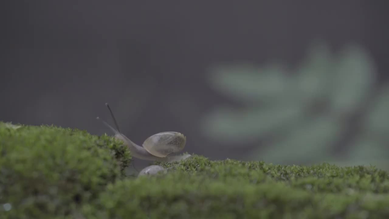 一只蜗牛拖着重重的壳翻越障碍视频素材