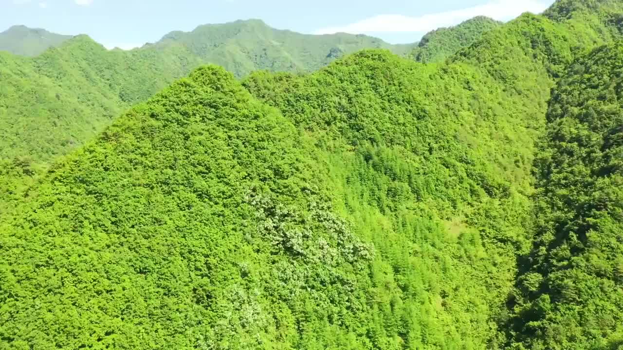 山脉森林视频下载