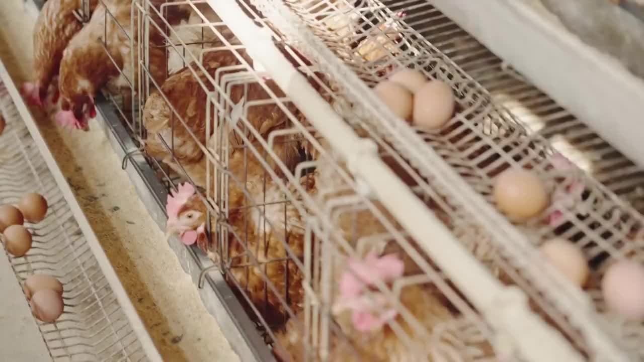 养鸡场视频素材