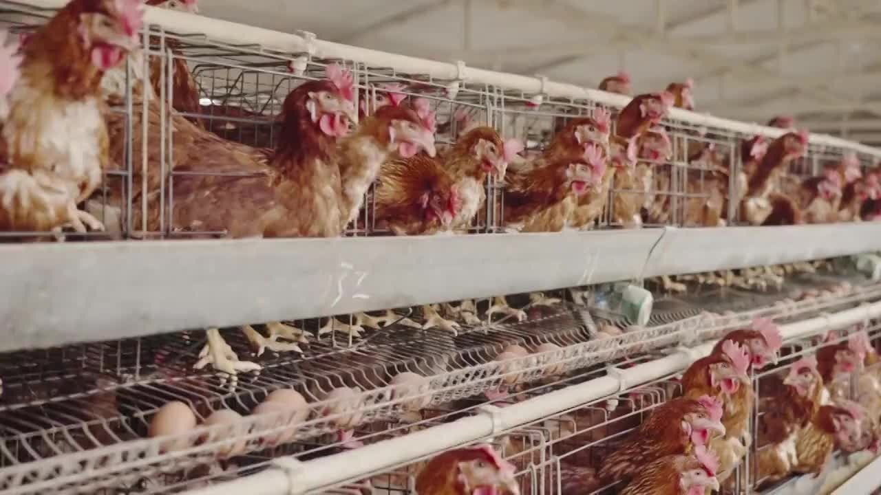 养鸡场视频素材