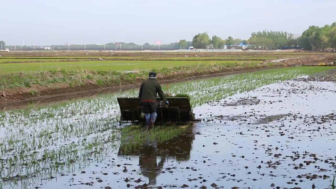 插秧，黑龙江农业，水稻，农忙视频素材