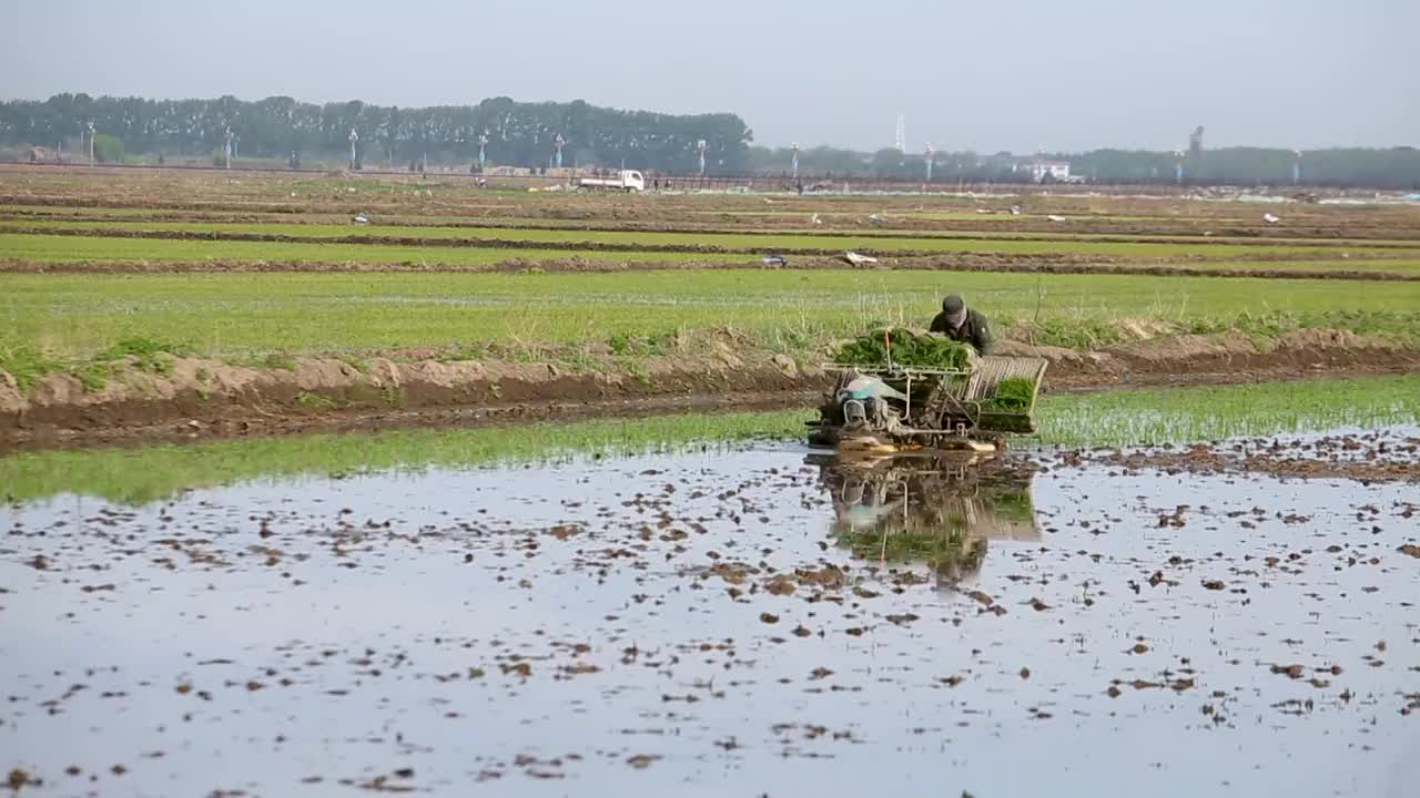 插秧，黑龙江农业，水稻，农忙视频素材