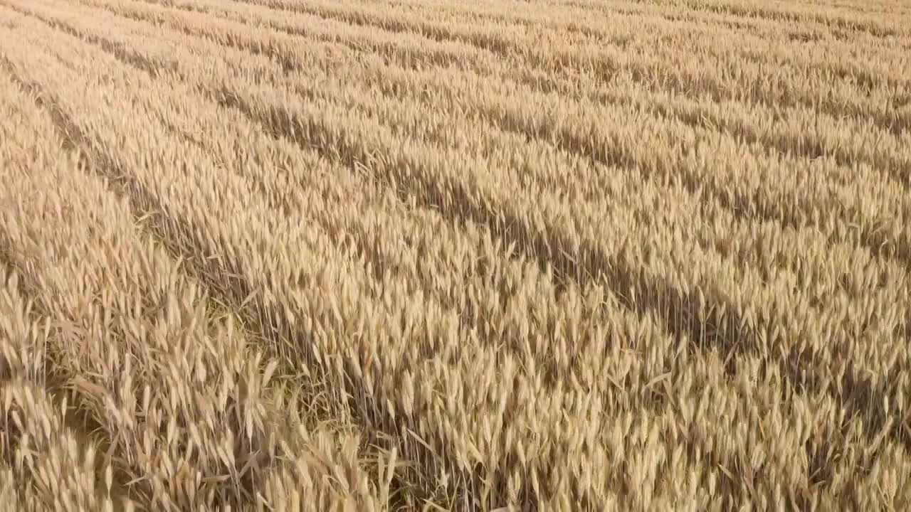成熟的小麦航拍视频素材
