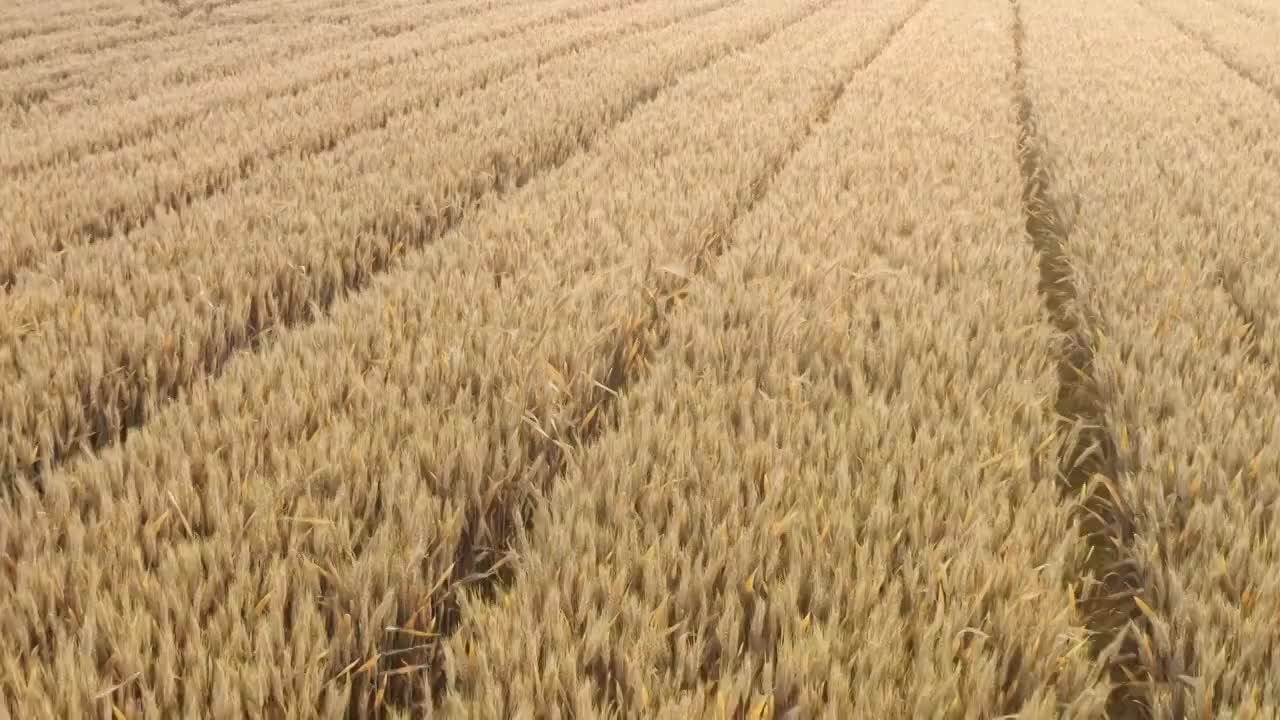 成熟的小麦航拍视频素材