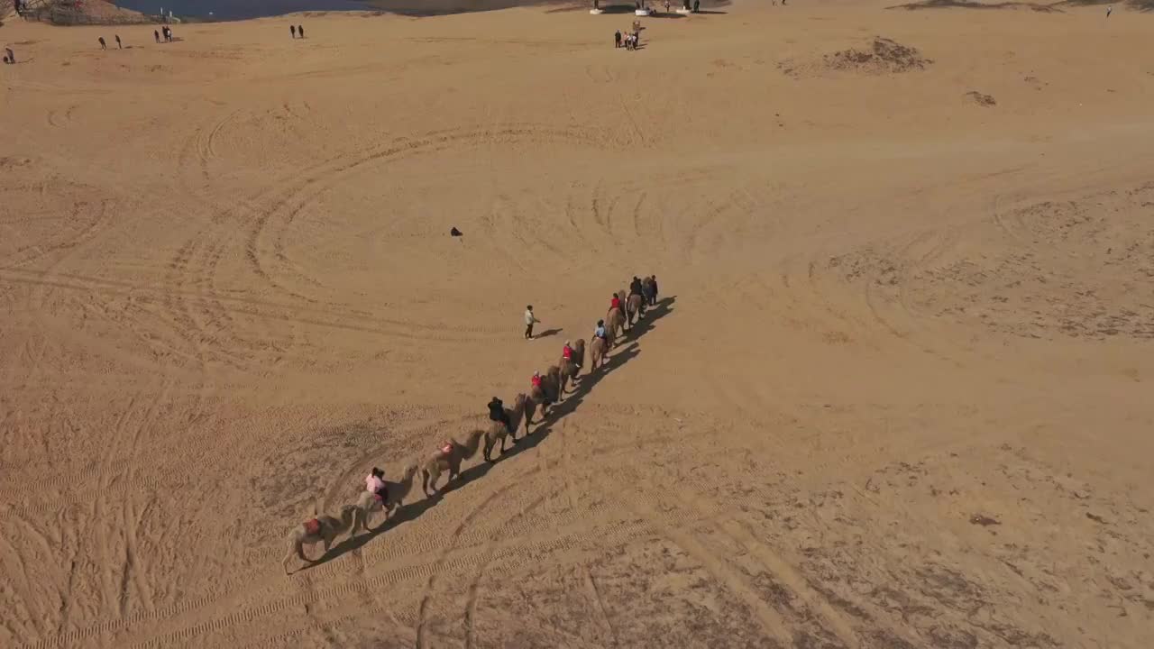 沙漠骆驼视频素材