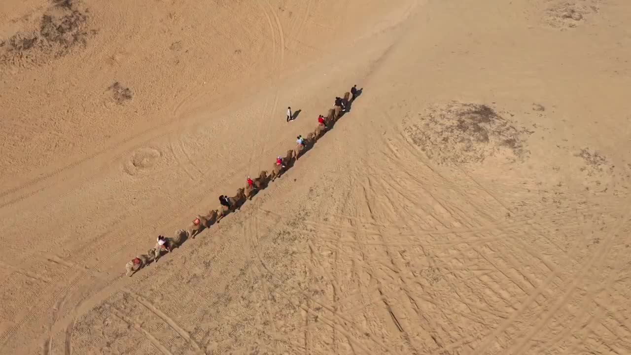 骆驼队视频素材