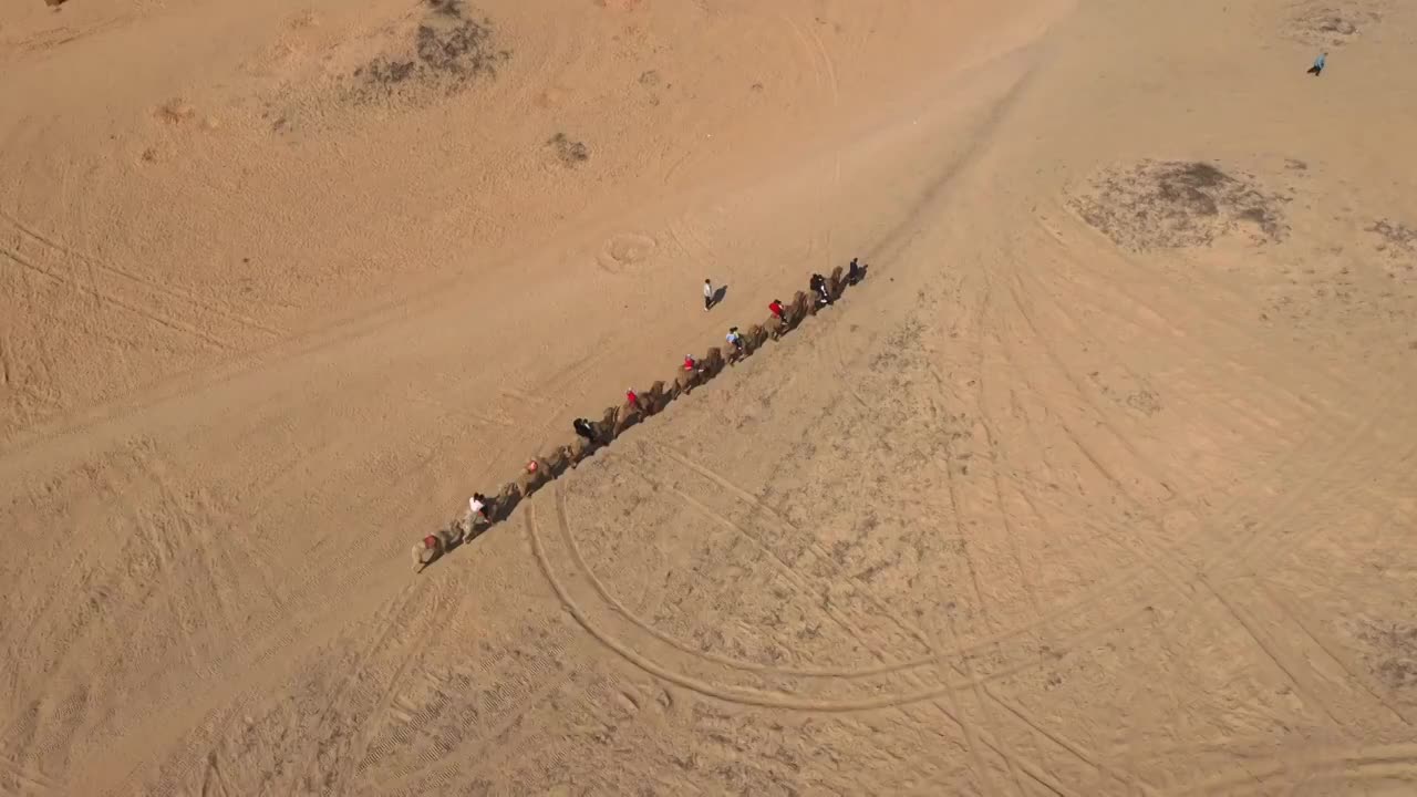 骆驼队视频素材